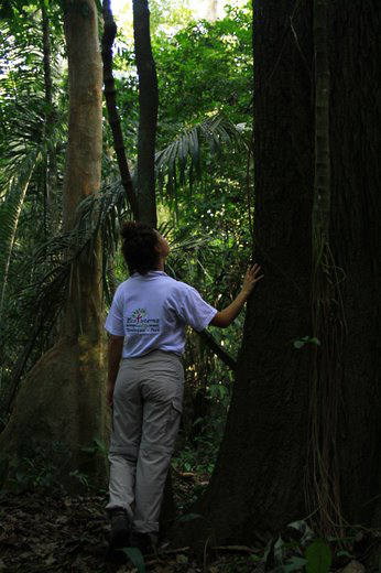 Rey-sicus-arbol--ecolucerna