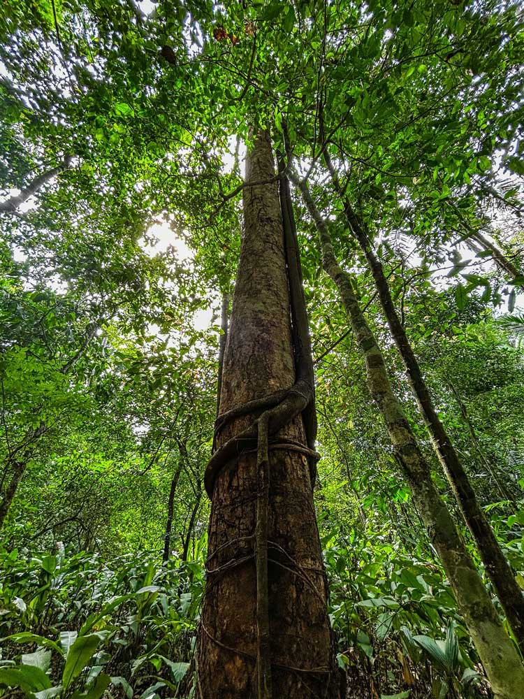 arbol--ecolucerna