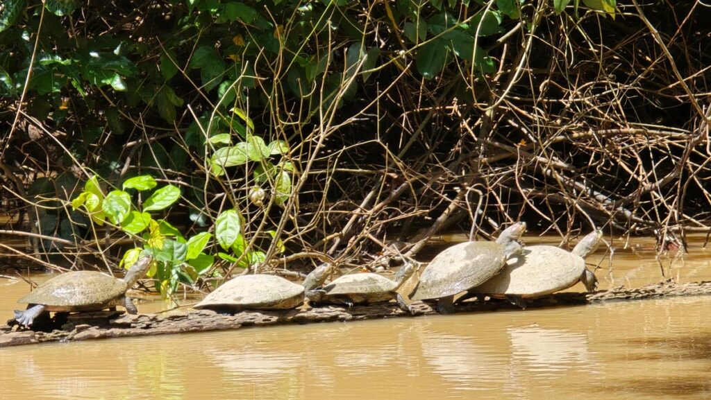 tortugas--ecolucerna