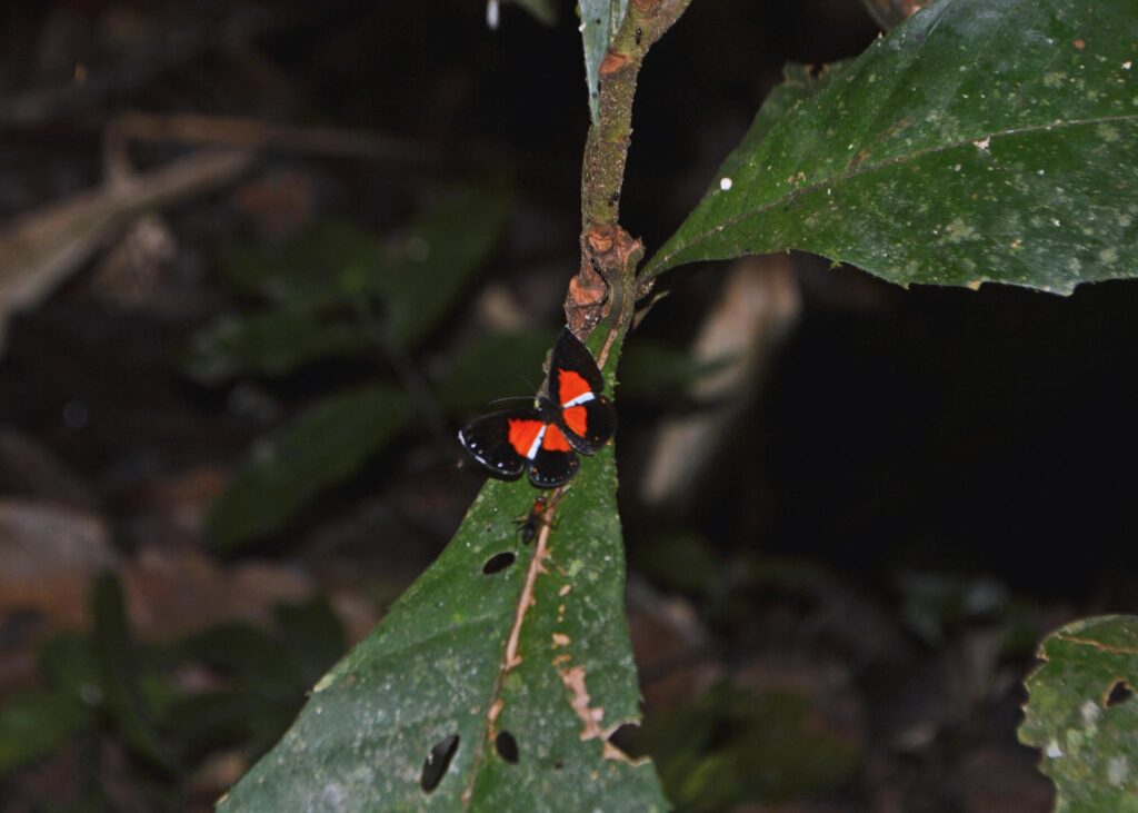 Butterfly-2-ecolucernalodge