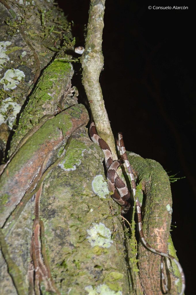 Imantodes-cenchoa-ecolucernalodge