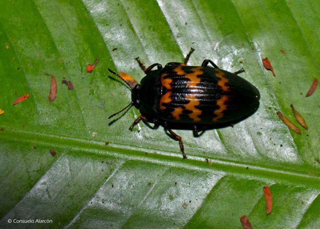 Pleasing-fungus-beetle-ecolucernalodge