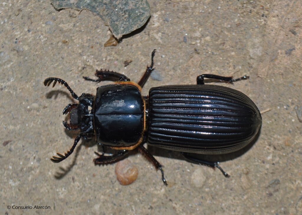beetle-2-ecolucernalodge