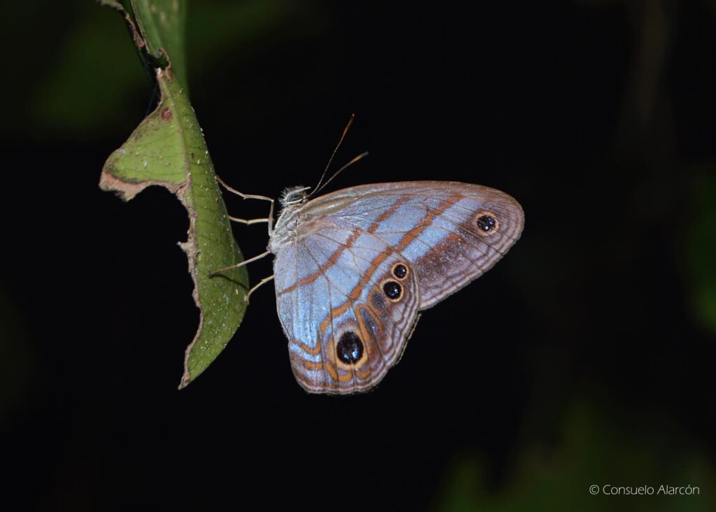 butterfly-1-ecolucernalodge