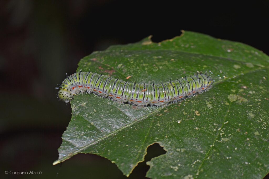 caterpillar-1-ecolucernalodge