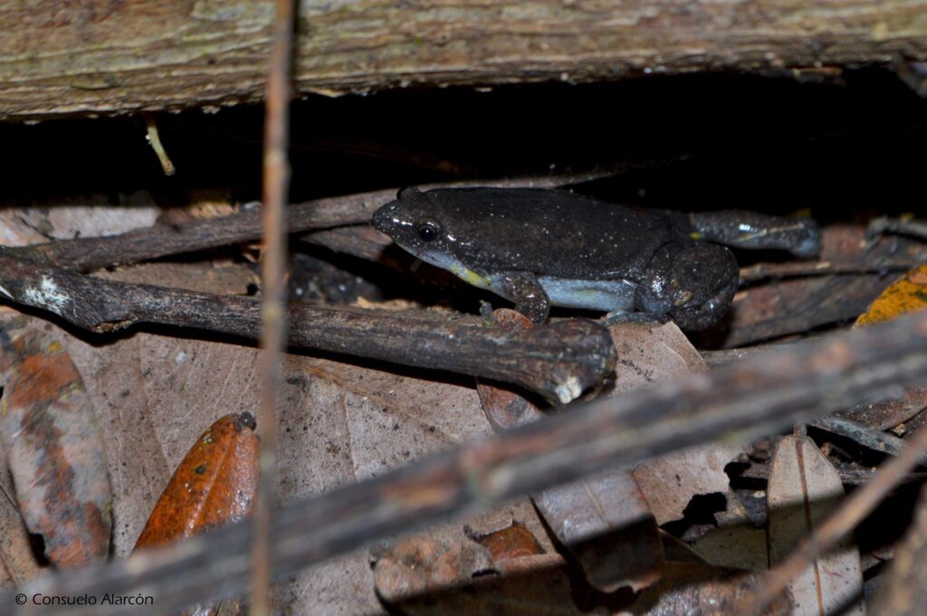 chiasmocleis-sp_1-ecolucernalodge