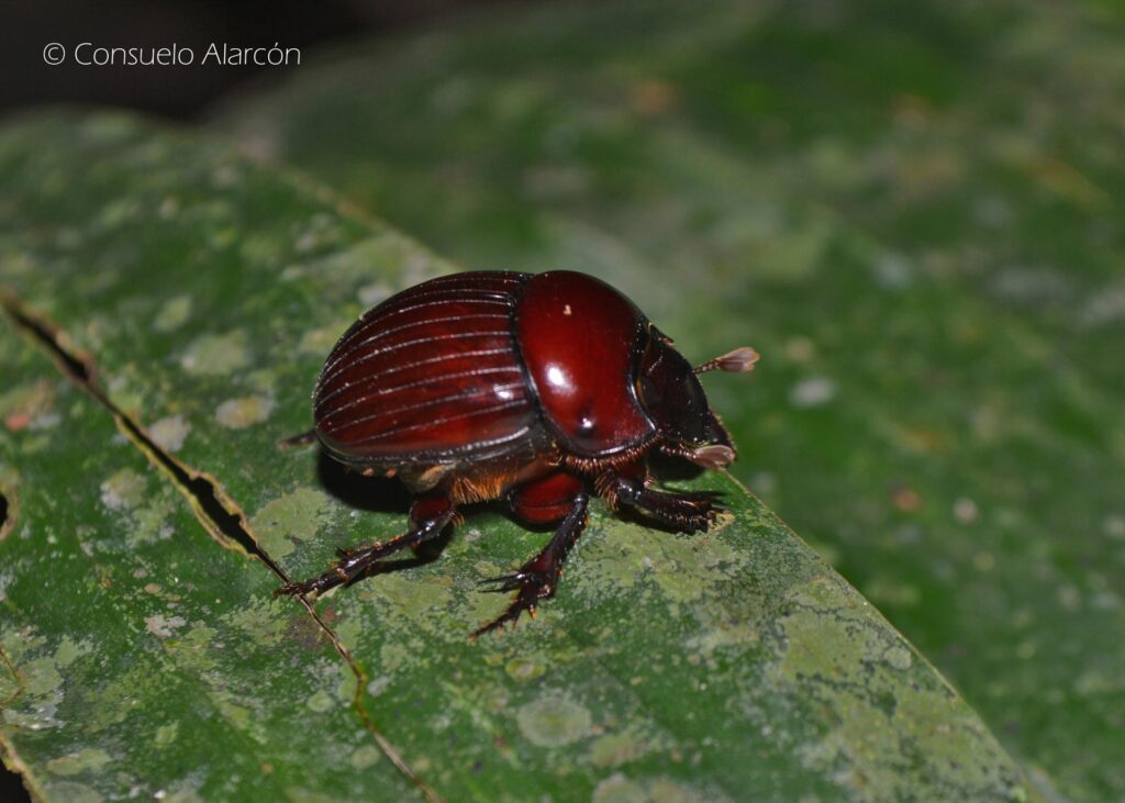 dung-beetle-3-ecolucernalodge