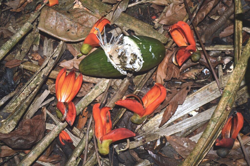 fruto-1-ecolucernalodge