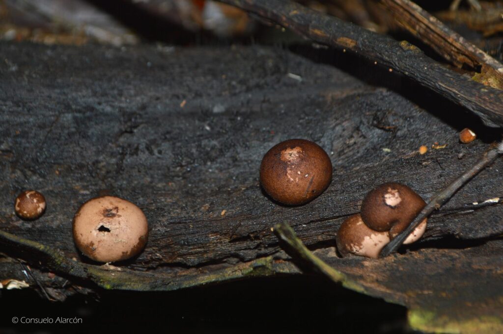 fungi-1_2-ecolucernalodge