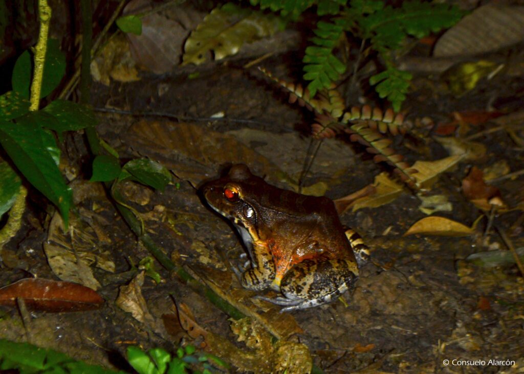 leptodactylus-knudseni-ecolucernalodge