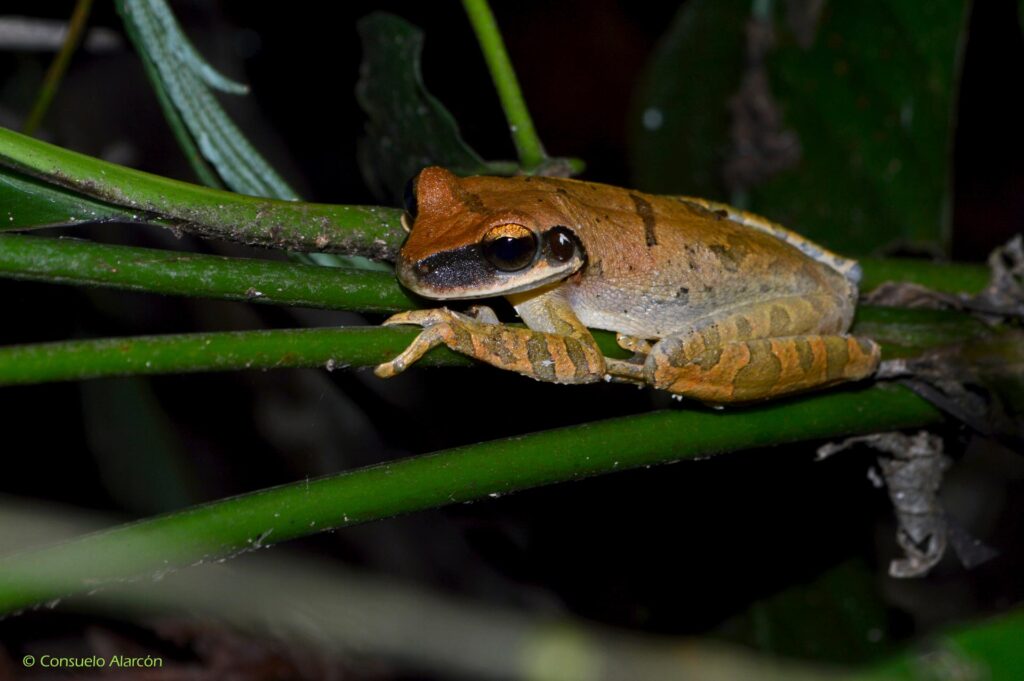 osteocephalus-castaenicola-ecolucernalodge