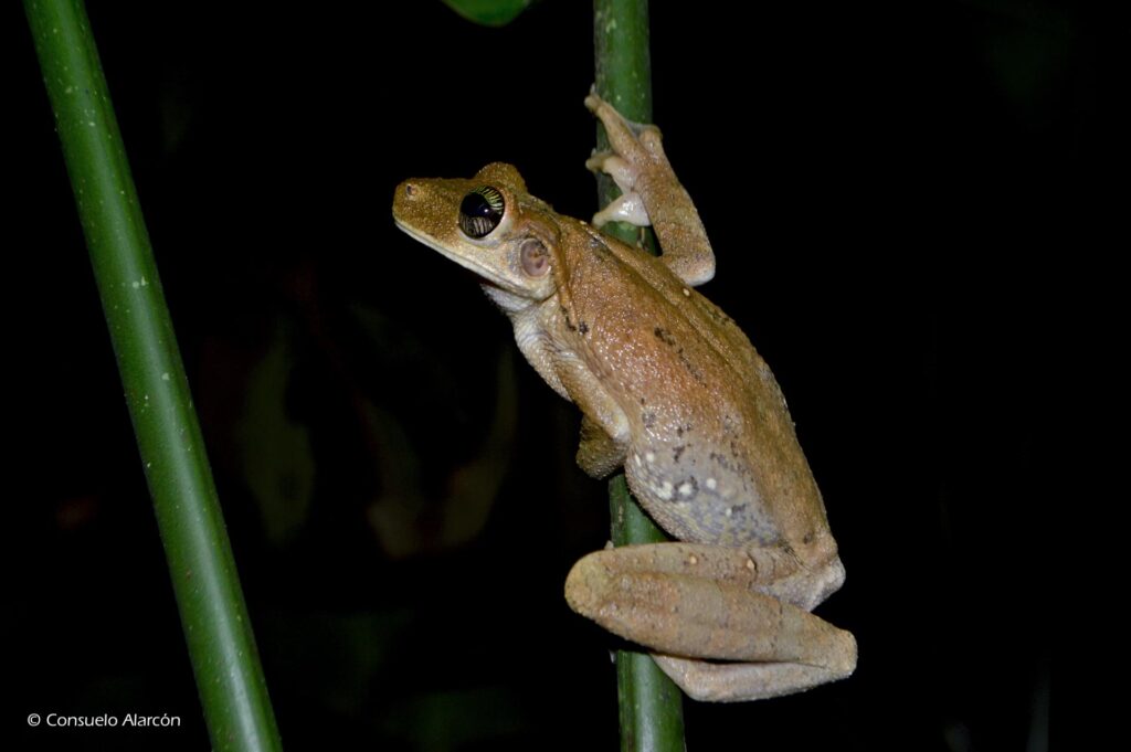 osteocephalus-taurinus_2-ecolucernalodge