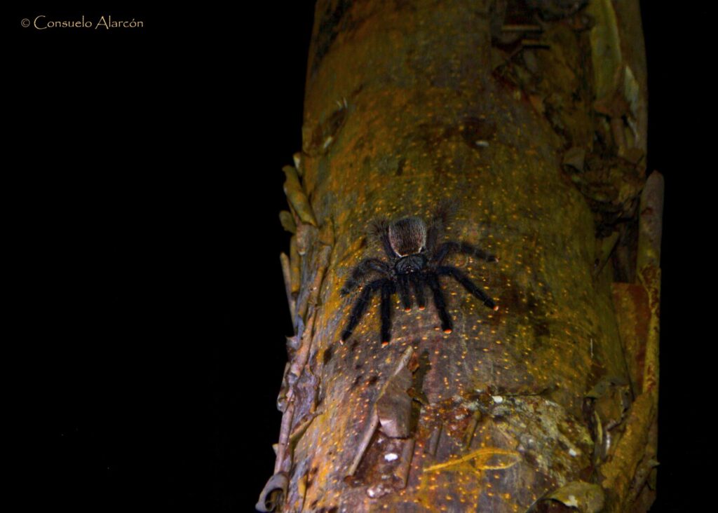 pink-toe-tarantula-ecolucernalodge