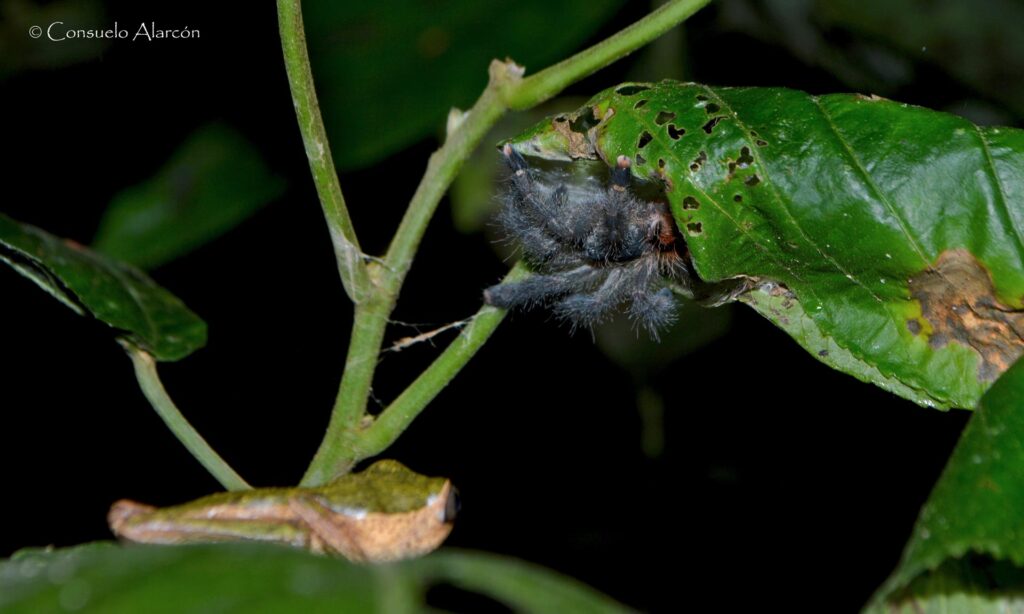pithecopus-palliatus_2-ecolucernalodge