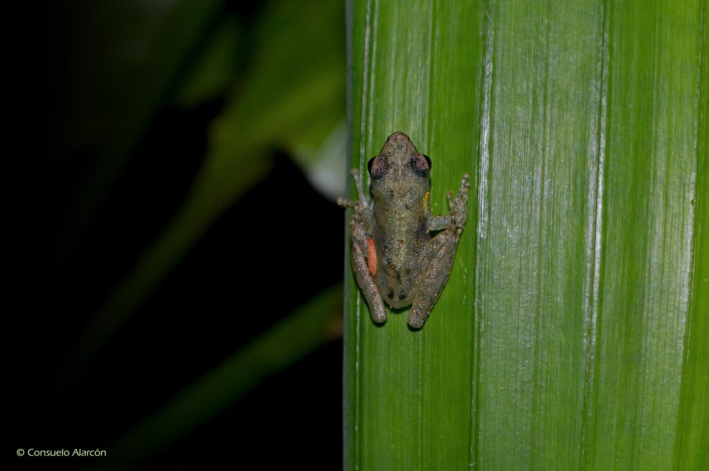 scinax-ictericus_juvenile2-ecolucernalodge