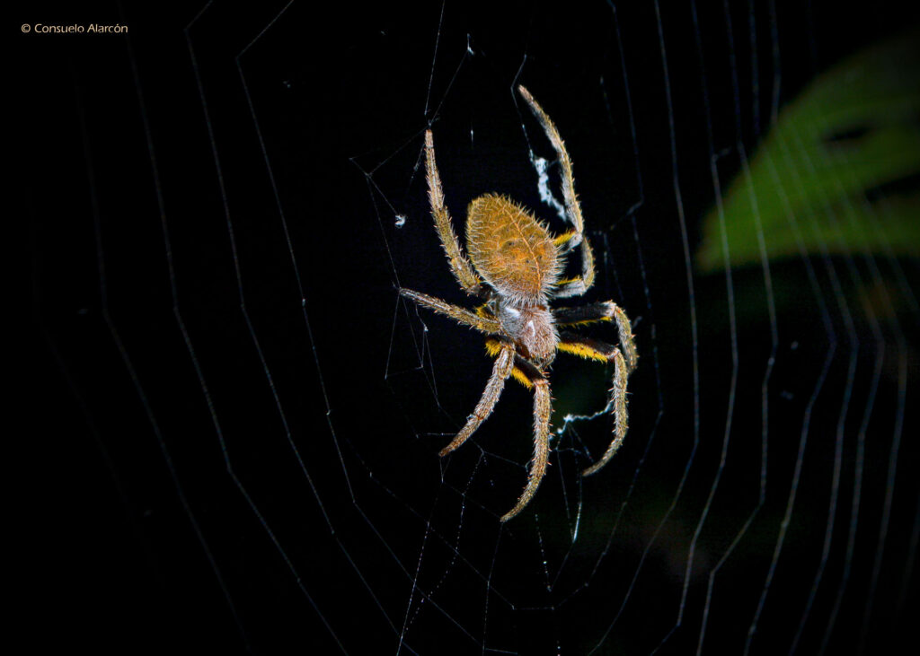 spider-2_1-ecolucernalodge
