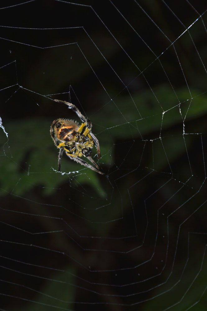 spider-2_2-ecolucernalodge