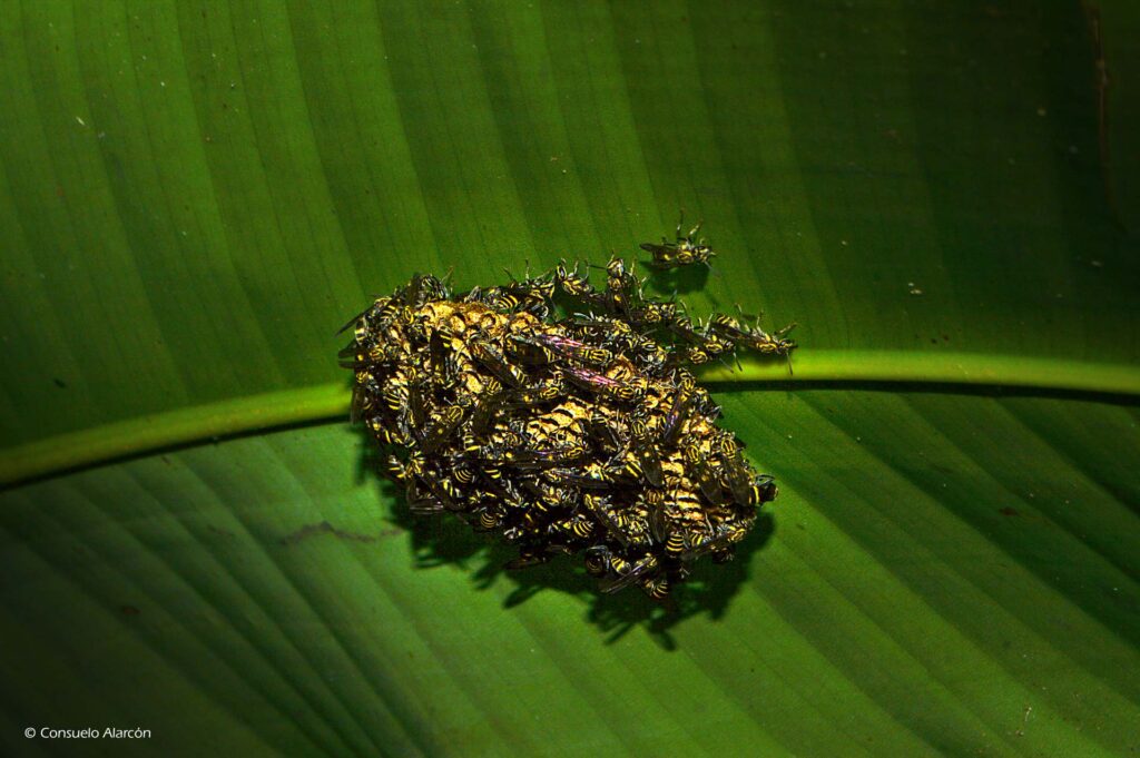wasp-nest-ecolucernalodge